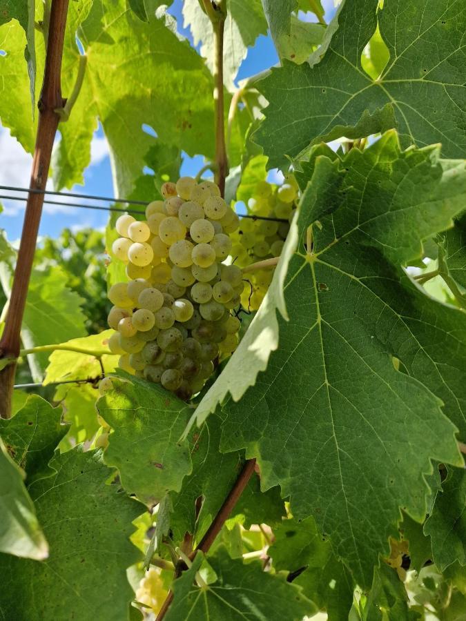 Escapade Entre Vignes Et Mer Corme-Royal エクステリア 写真